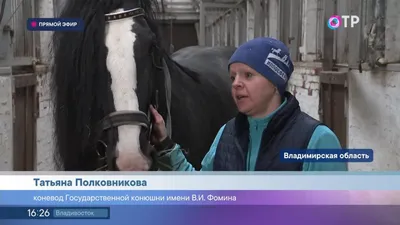 Владимирский тяжеловоз - фотографии - equestrian.ru