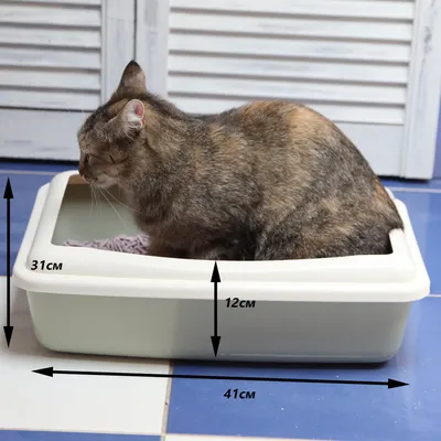 Лоток для кошек большой с бортом Шурум-Бурум туалет для кошек с сеткой -  купить с доставкой по выгодным ценам в интернет-магазине OZON (165103053)