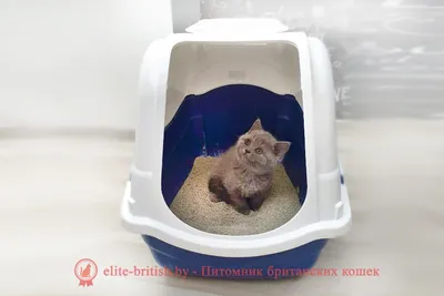 ТОП 7 Умных Туалетов для кошек. Рейтинг лучших