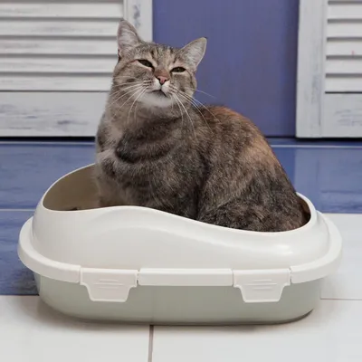 Лоток для кошек большой с бортом Шурум-Бурум туалет для кошек - купить с  доставкой по выгодным ценам в интернет-магазине OZON (165103411)