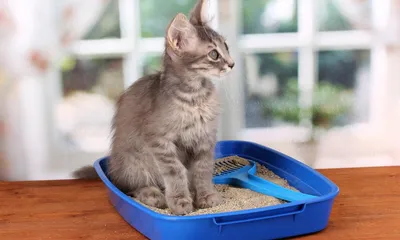 Купить лоток для кошек Unicharm Део туалет с наполнителем и пеленками,  бежевый, 54x42x26см, цены на Мегамаркет | Артикул: 600009224233