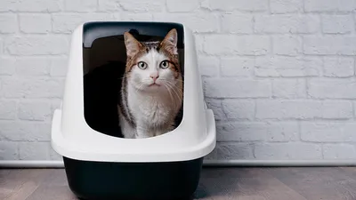 Лучшие кошачьи туалеты в 2024 году: рейтинг топ-11 по версии КП