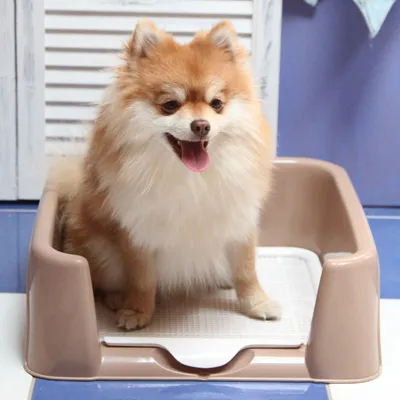Купить Pet Family столбик и лоток - Туалет для собак на 🐕 Shop-Pet.By ⏩️ в  Минске【с доставкой】по Беларуси ✓ АКЦИИ и СКИДКИ✓