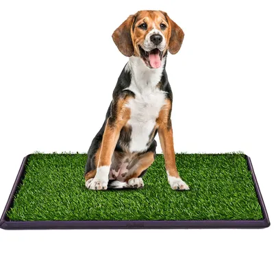 Туалет для домашнего животного собаки многоразовая тренировочная подставка  для унитаза, поднос для горшка для собаки/держатель для одежды,  тренировочная подставка для собак | AliExpress