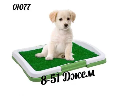 Лоток туалет со столбиком для мелких и средних пород собак и для кошек  купить по низким ценам в интернет-магазине Uzum (673018)