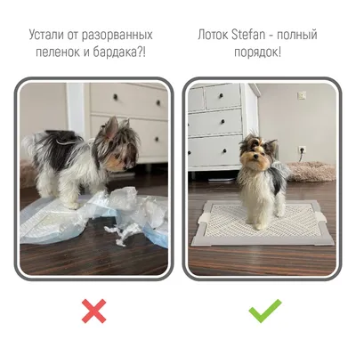 Туалет лоток для собак Stefan с сеткой малый S 50х38х3.5 серый купить по  цене 991 ₽ с доставкой в Москве и России, отзывы, фото