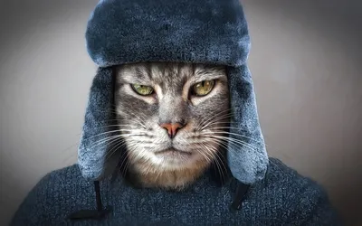 Названы самые популярные породы кошек - Московская перспектива