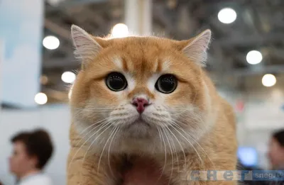 Самые красивые породы кошек » BigPicture.ru