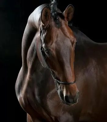 VDL Stud: лучшие лошади Голландии | Prokoni.ru