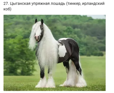 Как выглядит самые красивые лошади» — создано в Шедевруме