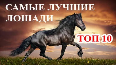 Картина по номерам \"Красивые лошади\"