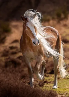 Stallion Show 2011 - Лучшие лошади Израиля - LookAtIsrael.com - Увидеть  Израиль и не только