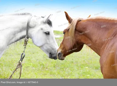 Две красивые лошади, крупным планом, на воне зимнего поля и леса Stock  Photo | Adobe Stock