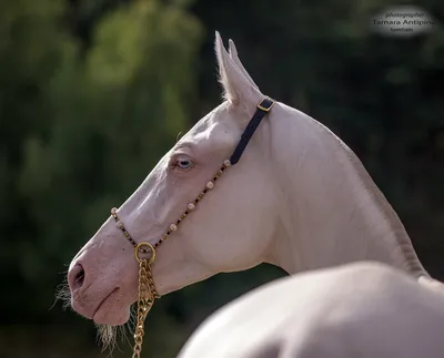 Альбом Panini Самые красивые лошади мира: купить оптом, цена в оптовом  интернет-магазине igryoptom.ru