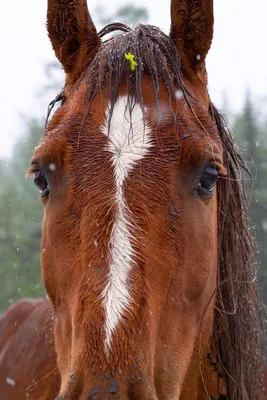 Самые красивые породы лошадей | Рейтинги