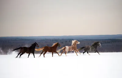 Мерин карачаевской породы «Лес» #карачаевсская порода лошадей #карачай #лучшие  лошади# | Instagram