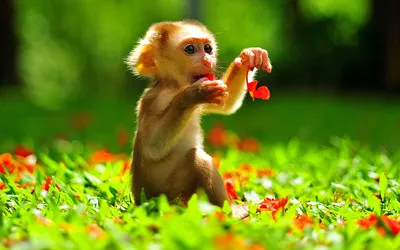 Не смотрите, украшения в виде обезьян, не говори, миниатюры животных,  изысканные фигурки обезьян, украшение для дома – лучшие товары в  онлайн-магазине Джум Гик