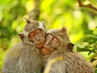семейство лучших обезьян стоковое изображение. изображение насчитывающей  мясоед - 217759729