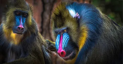 Самые агрессивные обезьяны | О животных и людях | Дзен