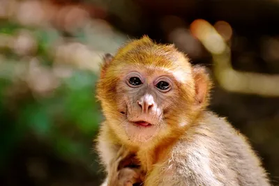 Золотые обезьяны, совы в трубе и дикие кошки. Лучшие фото дикой природы. |  Пикабу