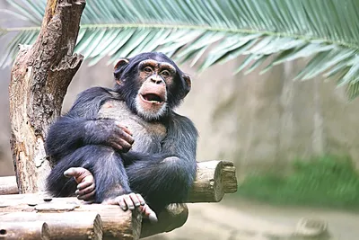 Те самые обезьянки с мемов.Рокселланов ринопитеккурносая обезьяна (лат.  Rhinopithecus roxellana) | Пикабу