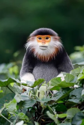 Не смотрите, украшения в виде обезьян, не говори, миниатюры животных,  изысканные фигурки обезьян, украшение для дома – лучшие товары в  онлайн-магазине Джум Гик