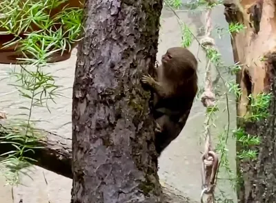Самые маленькие обезьяны в мире родились в зоопарке Караганды