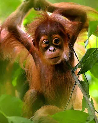 Самые маленькие обезьяны обитающие в лесах - 62 фото
