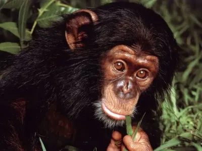 Правда ли, что павианы — самые агрессивные обезьяны на планете | Записки  Филина | Дзен