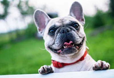 Названы самые популярные породы собак у жителей столицы