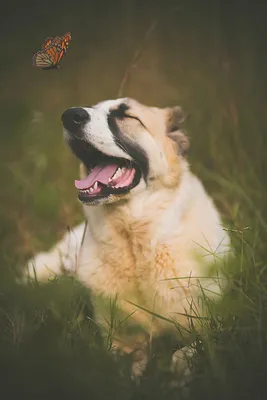Сторожевые породы собак: топ-10 лучших собак для охраны | Royal Canin UA