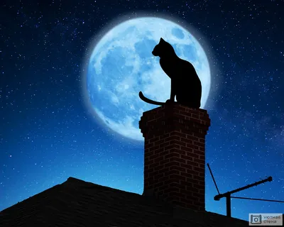 Фотообои \"Лунный кот на чердаке\" - Арт. 211045 | Купить в интернет-магазине  Уютная стена
