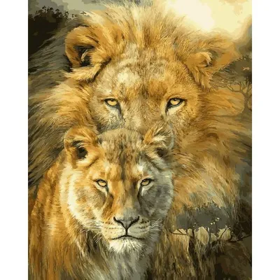 Скачать 1920x1080 лев, львица, хищники, животные, нежность обои, картинки  full hd, hdtv, fhd, 1080p