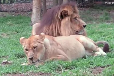 Новый лев в зоопарке убил львицу в первые минуты знакомства: Звери: Из  жизни: Lenta.ru