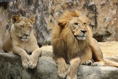 Львица долго пыталась привлечь внимание льва, но он отверг ее