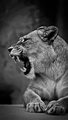 Без права на помилование»: за что львицы могут убить льва | Заметки о  животных | Дзен