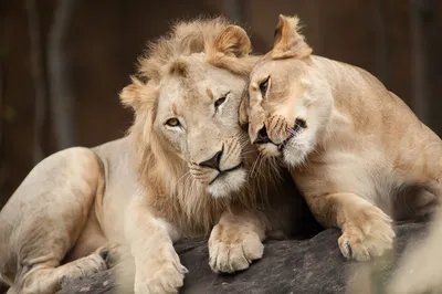 Лев и львенок (91 лучших фото)