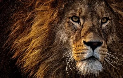 Лев, Львица, и их потомства» — создано в Шедевруме