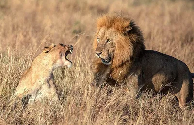 Фотофакт: лев оробел перед львицей