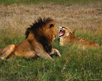 Фотогалерея \"Львы\" - \"Львица рычит на льва\" - Фото диких кошек