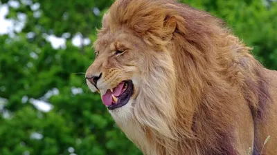 Агрессивный обычный лев рычит на …» — создано в Шедевруме