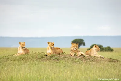 Африканский лев рычит с открытым ртом | Премиум Фото