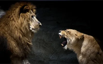 Как создавалось рычание львов в мультфильме «Король Лев» - Звук