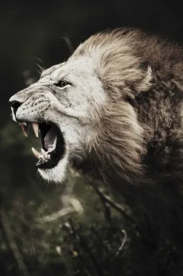 КАК РЫЧИТ САМЫЙ ГРОЗНЫЙ ЛЕВ #shorts #животные #animals #wild #lions #львы  #zoo #лев - YouTube