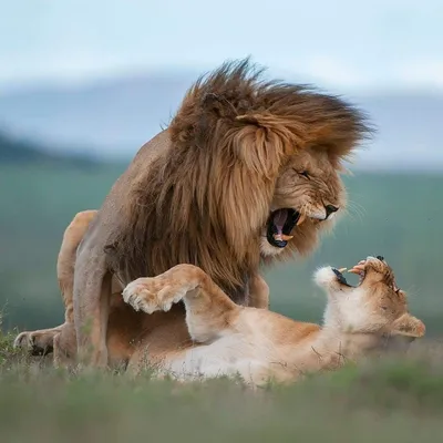 Лев и львица | ВКонтакте