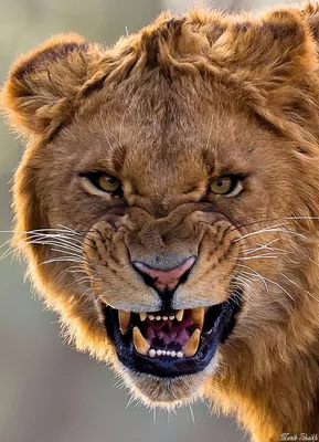 В калифорнийском питомнике лев разорвал молодую девушку