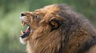 Капибара рычит на льва, а лев …» — создано в Шедевруме