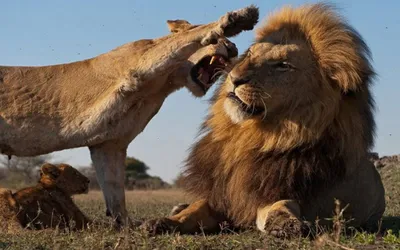 Рык любви: брачные игры львов в заповеднике Масаи-Мара