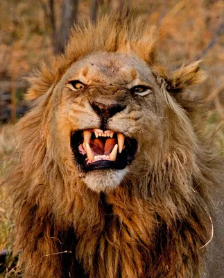 Львов и львиц смешные - картинки и фото koshka.top