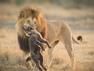 лев рычит профиль: 9 тыс изображений найдено в Яндекс.Картинках | Yawning  animals, Lion pictures, Lions photos